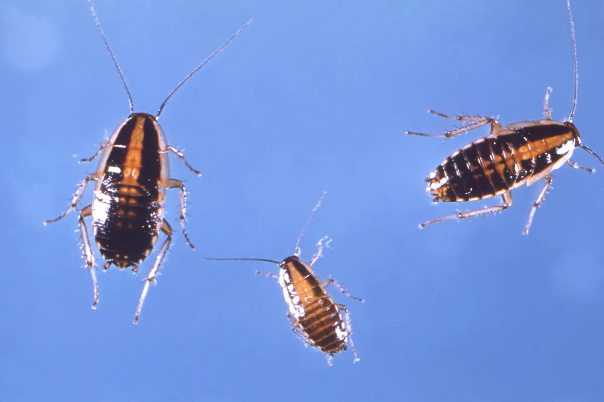 Three German cockroach nymphs of different sizes seen from above on a blue background, dark brown with a pale tan stripe down the middle and long antennae