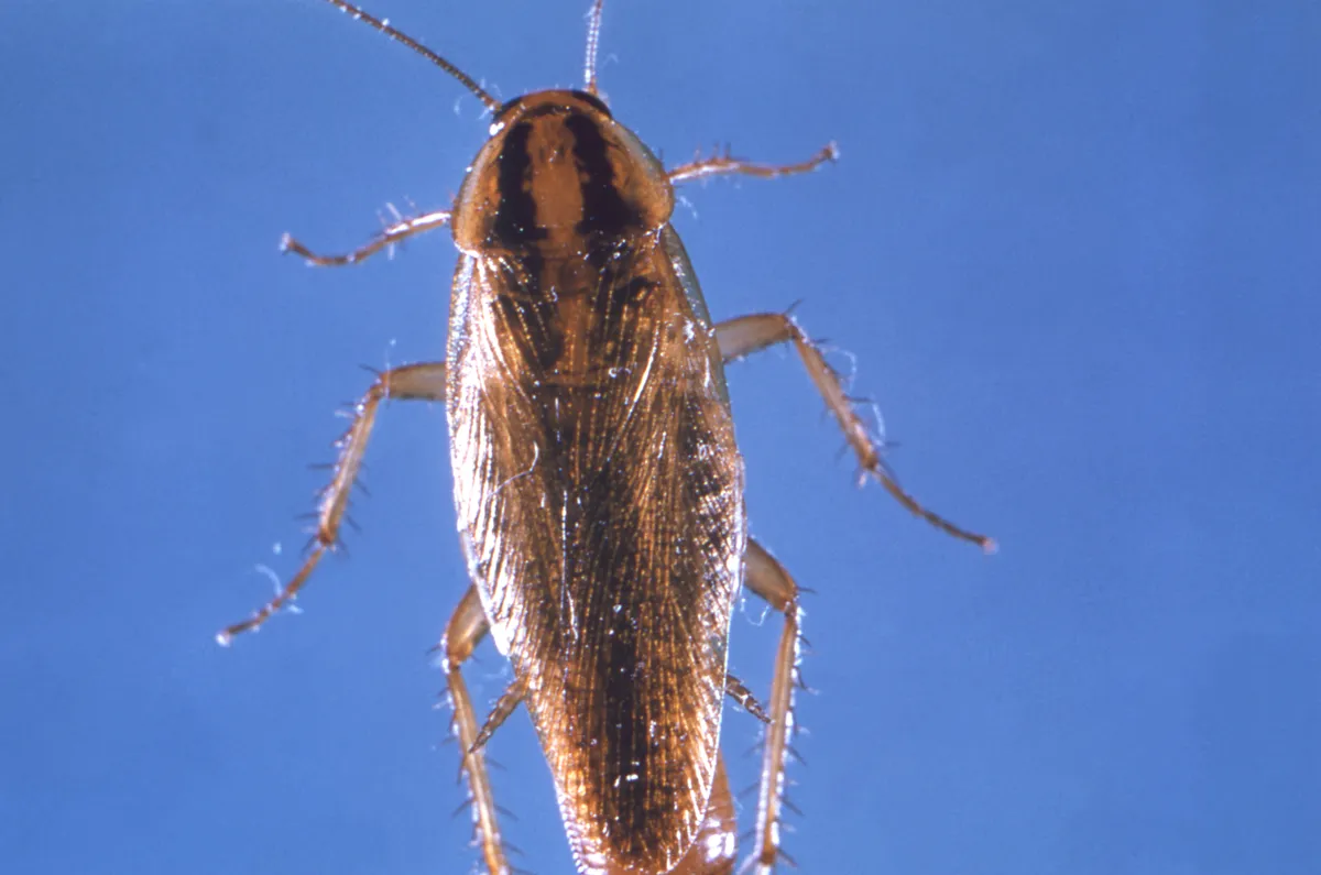 Light brown German cockroach seen from above on a blue background, with two dark parallel stripes on the plate behind its head and wings covering its back