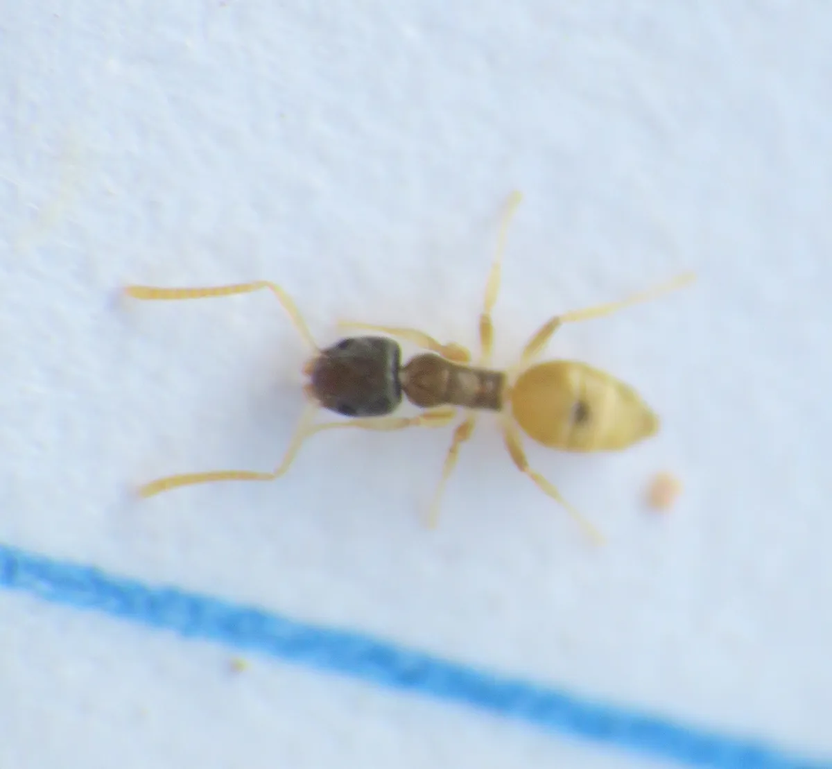 Tiny ghost ant with a dark head and thorax and a pale abdomen and legs on lined paper