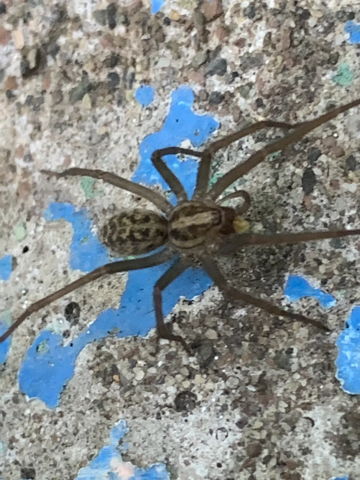 Giant house spider on speckled gray stone with blue paint flecks, a long-legged brown spider with two dark bands on its front body section and a mottled abdomen