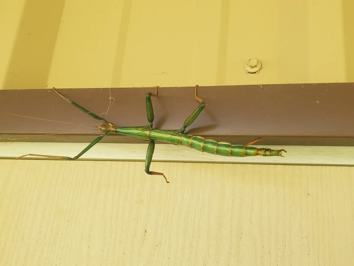 Bright green walkingstick with orange-brown leg joints and a thick, segmented abdomen clinging to the brown trim of a yellow-painted building wall