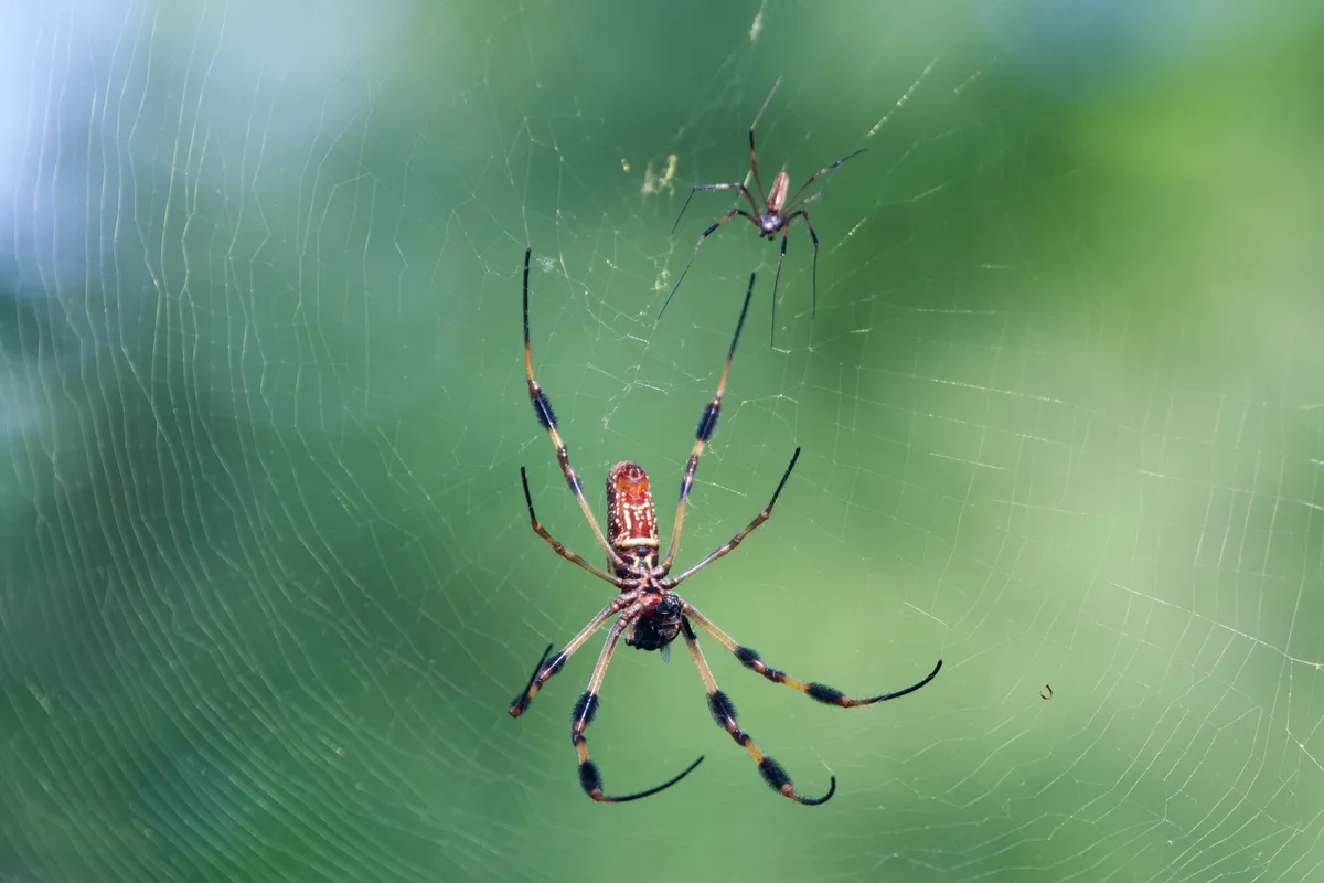 Large female golden silk orb weaver hanging in a wide orb web, with a long orange-brown abdomen marked in pale yellow, brush-like tufts on its legs and a much smaller spider higher in the web