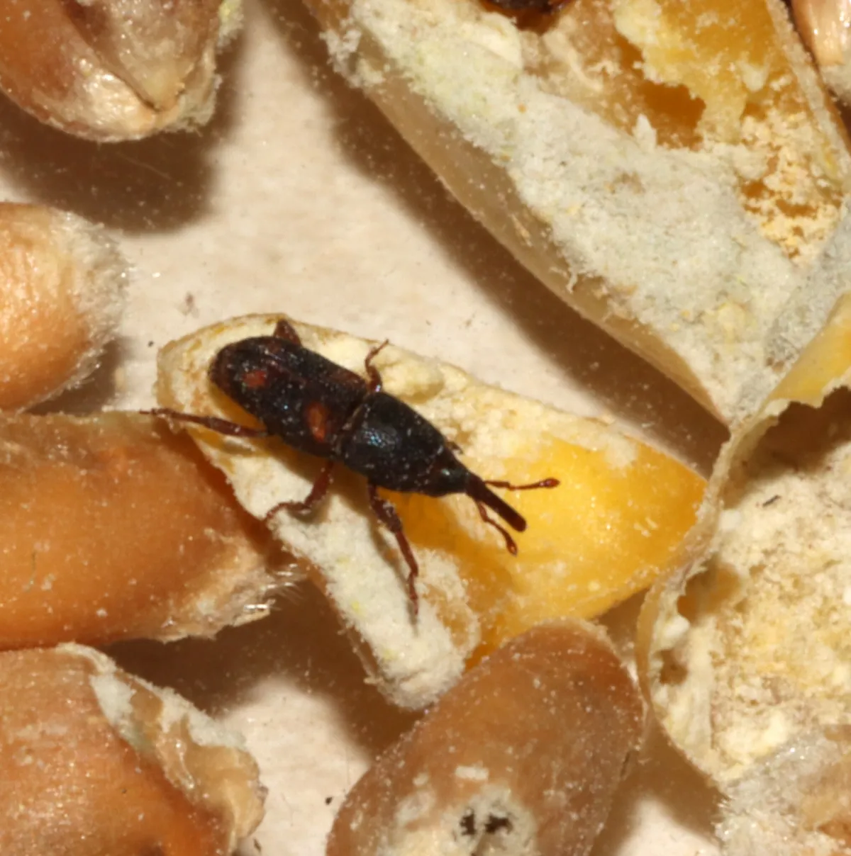 Dark grain weevil with orange-brown markings on its wing covers and a long snout, standing on a broken corn kernel among other kernels in birdseed