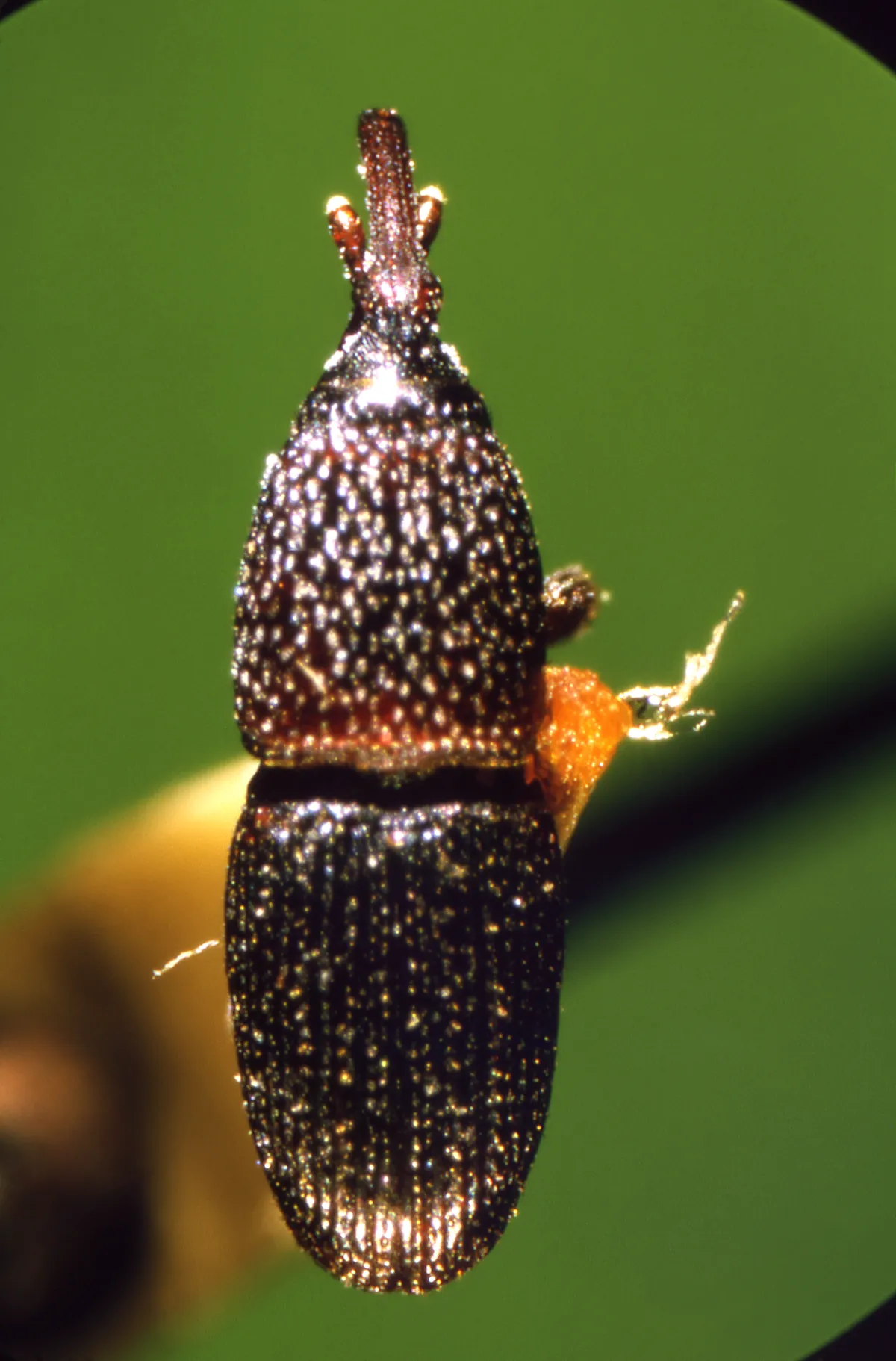 Granary weevil seen from above on a green background: a slender, dark, shiny body covered in fine pits, with a narrow snout and short antennae at the front