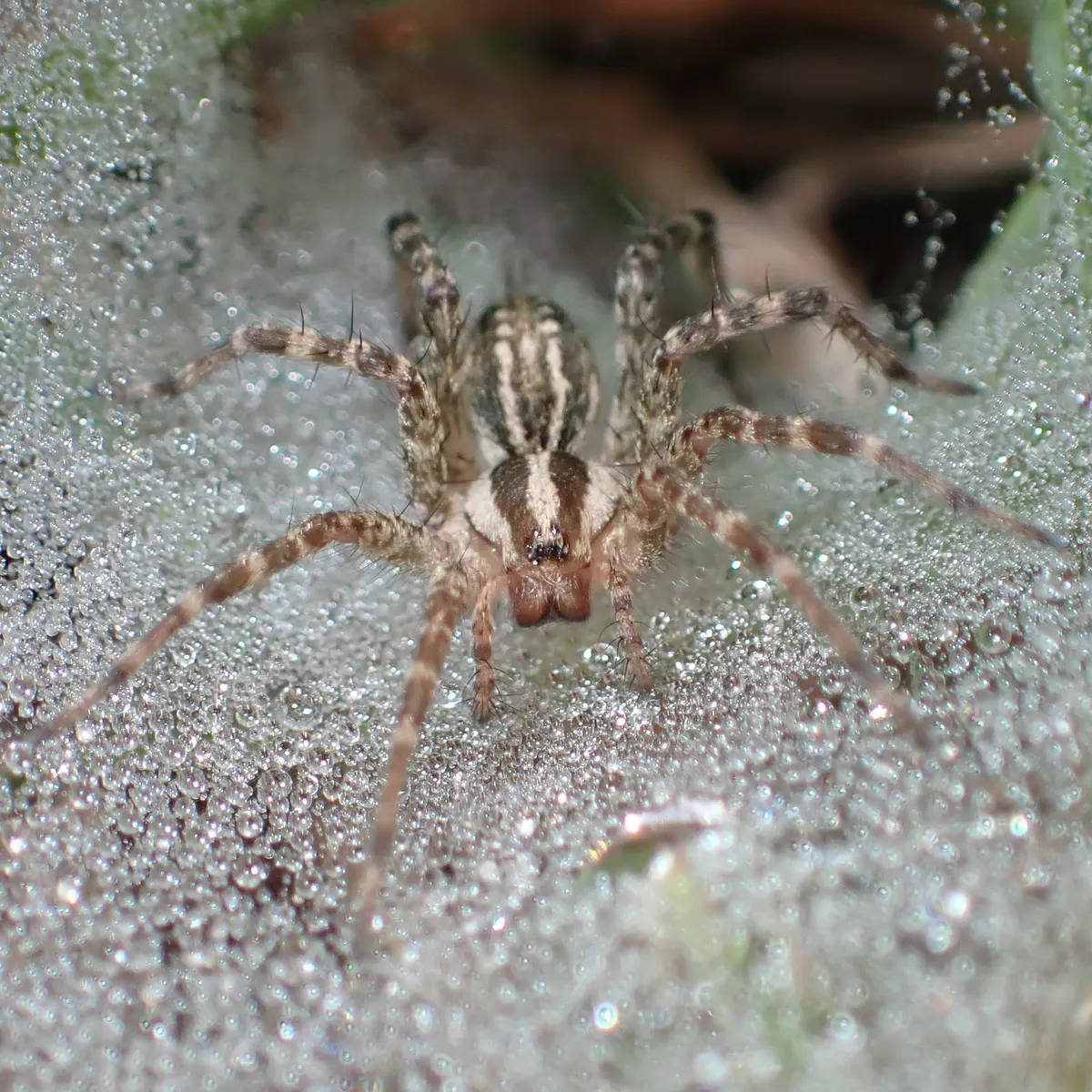 Striped grass spider sitting on a flat sheet web covered in dew drops