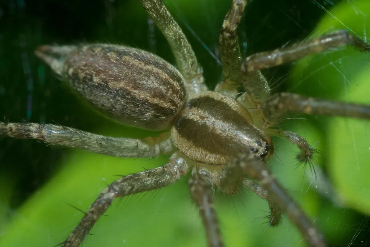 Grass spider seen from above in its web, with two dark bands on its light brown front body section, a mottled, striped abdomen and bristly legs