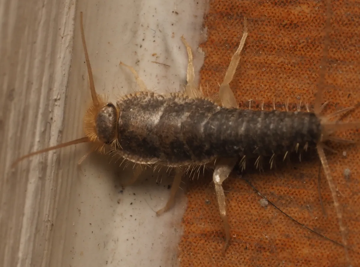 Gray silverfish seen from above beside white-painted trim, its tapering body covered in gray scales and fringed with bristles, with long antennae and tail appendages