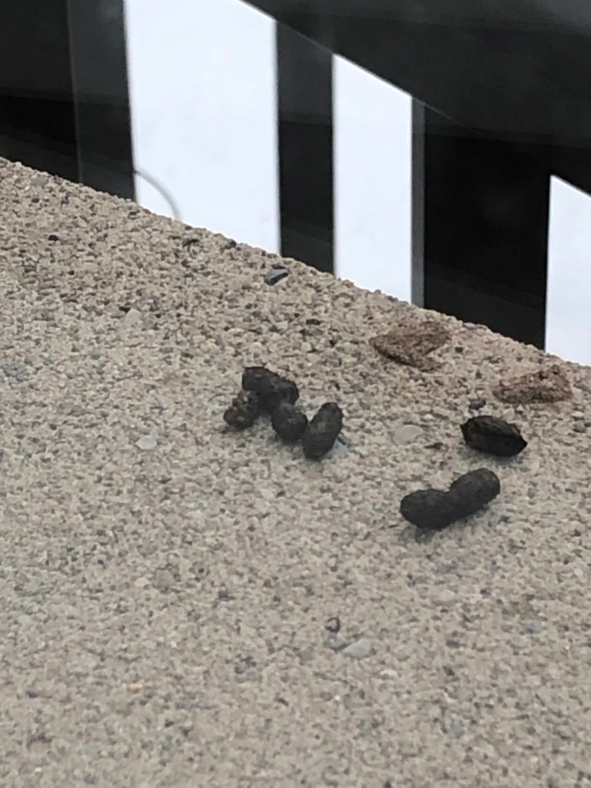 A few dark, oval droppings, some kinked or stuck together, on a pebbly concrete ledge in front of a black-and-white railing