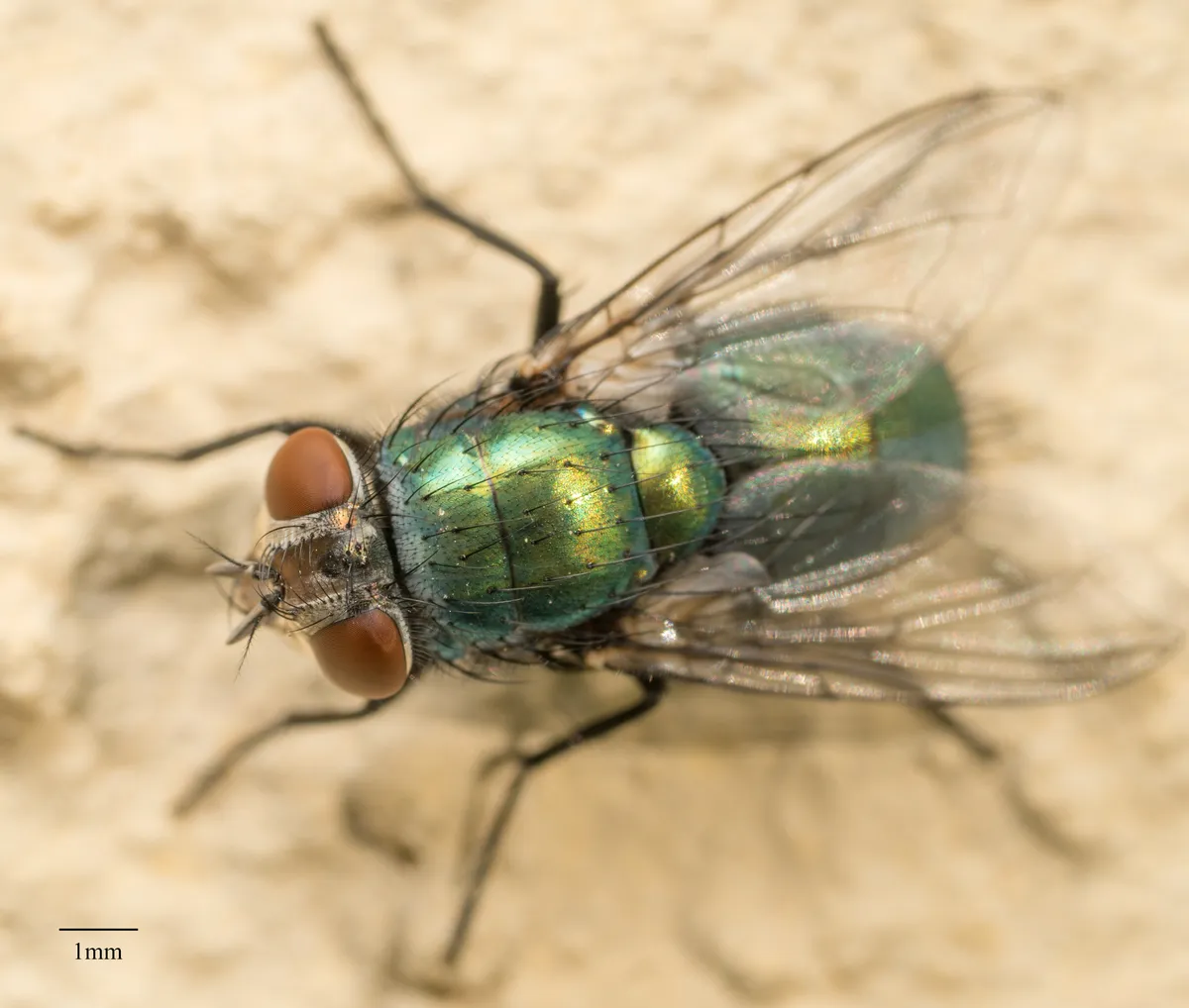 Shiny metallic green blow fly with large red eyes resting on a pale, rough wall, seen from above beside a 1 mm scale bar