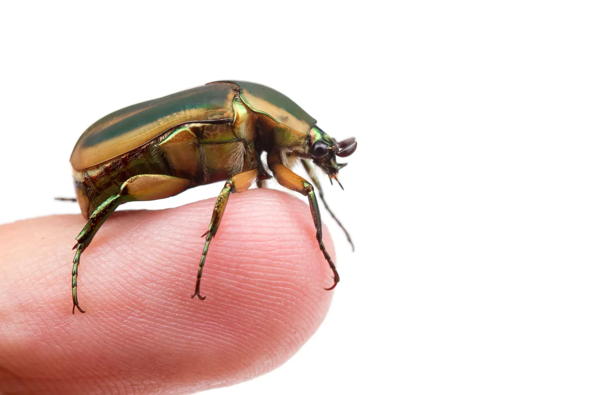 Metallic green beetle with tan-edged wing covers and thin green spiny legs standing on a fingertip against a white background, seen from the side