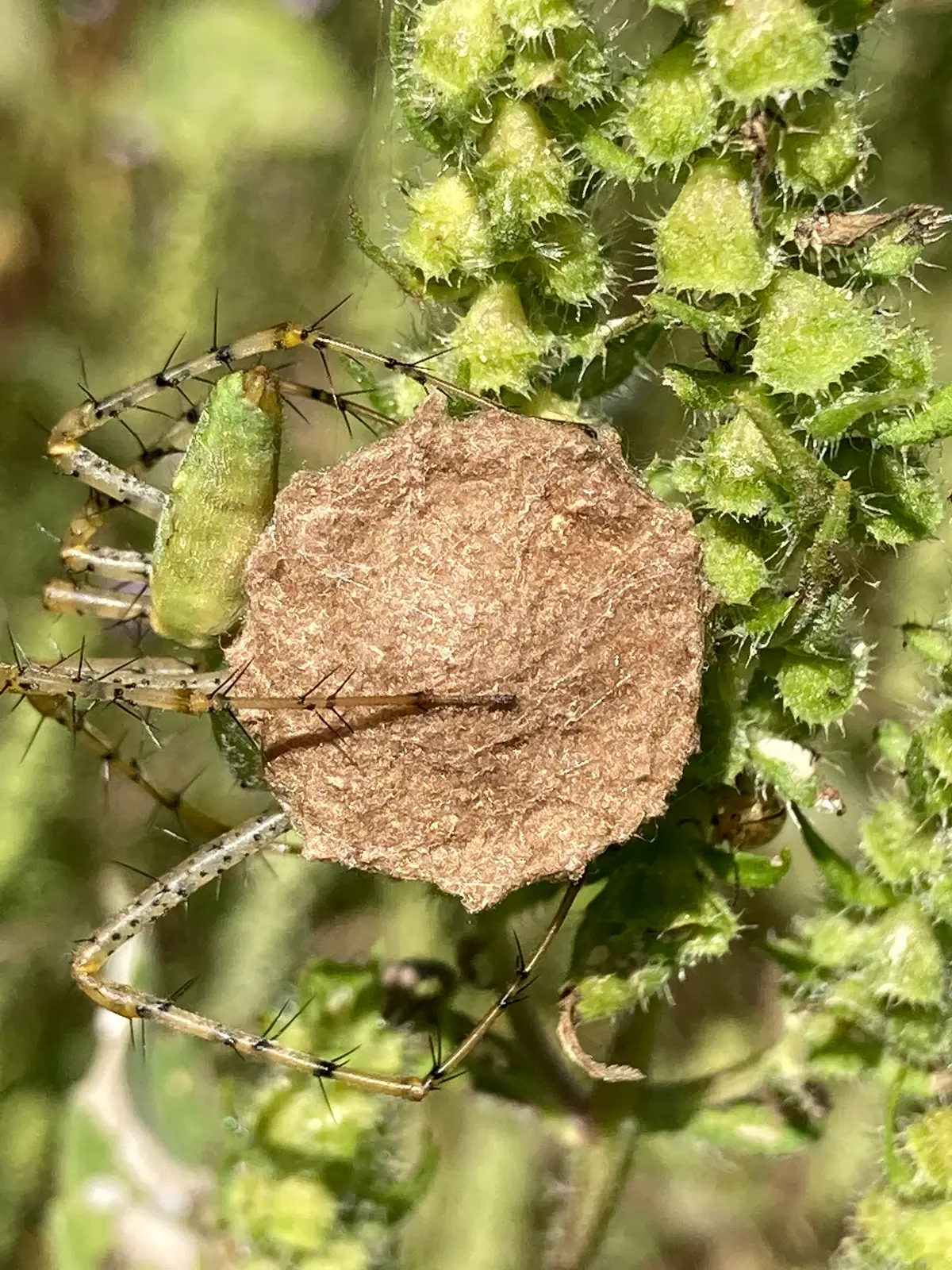 Pale green lynx spider with long, black-spined legs clinging beside a round, tan, bumpy egg sac among green seed heads