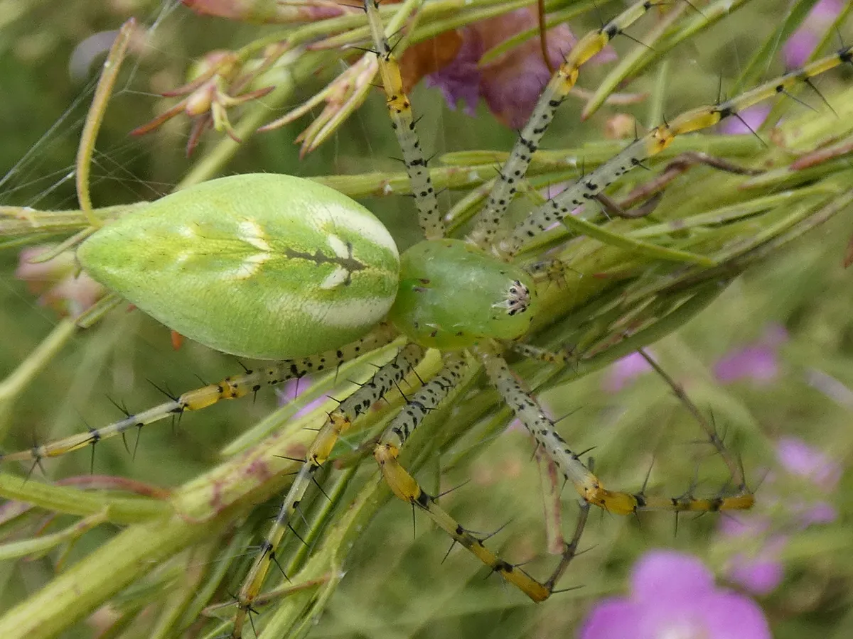 Bright green lynx spider seen from above on a plant stem among pink flowers, with pale green and yellow legs covered in long black spines and black dots