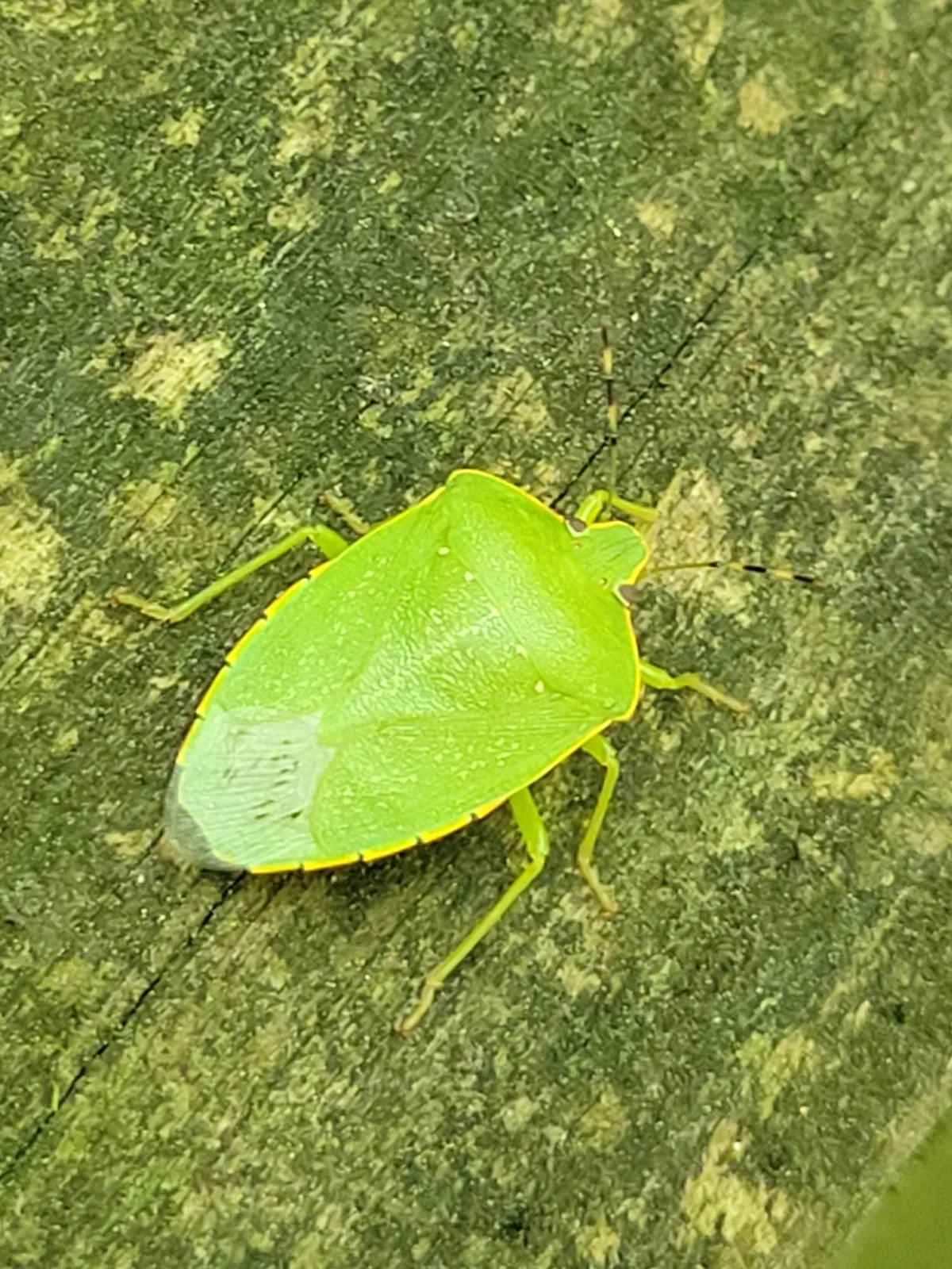 Bright green, shield-shaped green stink bug with a thin yellow edge, seen from above on mossy wood