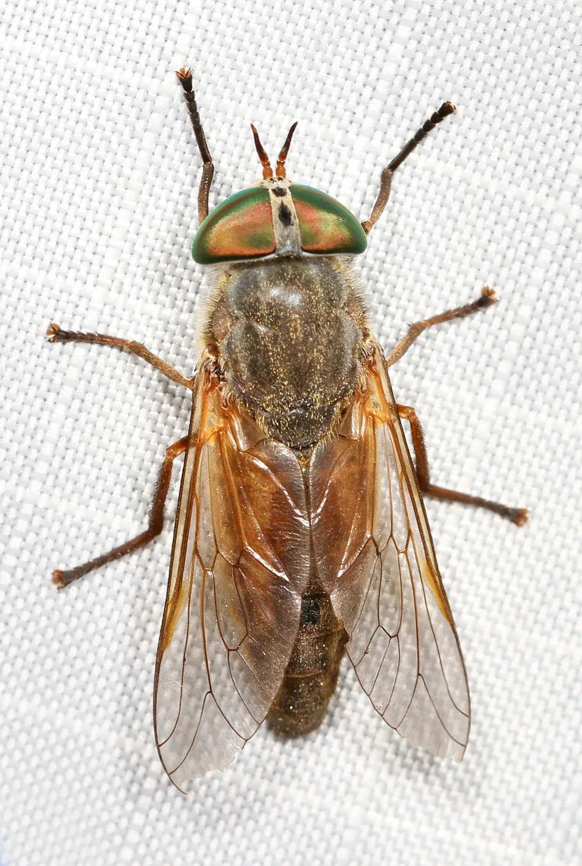 Greenhead fly seen from above on white fabric, a stout brown fly with large iridescent green eyes and clear wings with amber veins