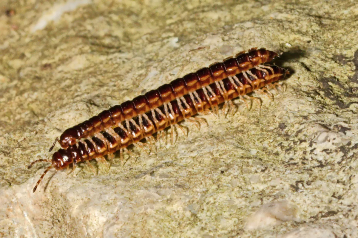 Two reddish-brown greenhouse millipedes side by side on a pale rock, each with a long, segmented body and rows of short, pale legs
