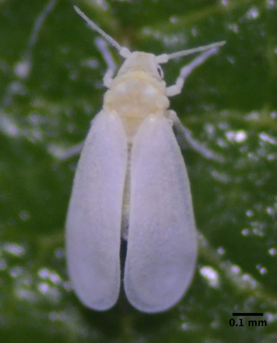 Magnified top view of an adult greenhouse whitefly with broad, powdery white wings on a dark green leaf