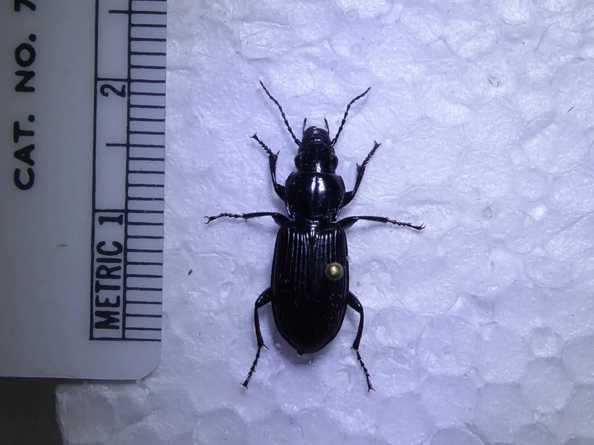 Pinned black ground beetle specimen beside a ruler
