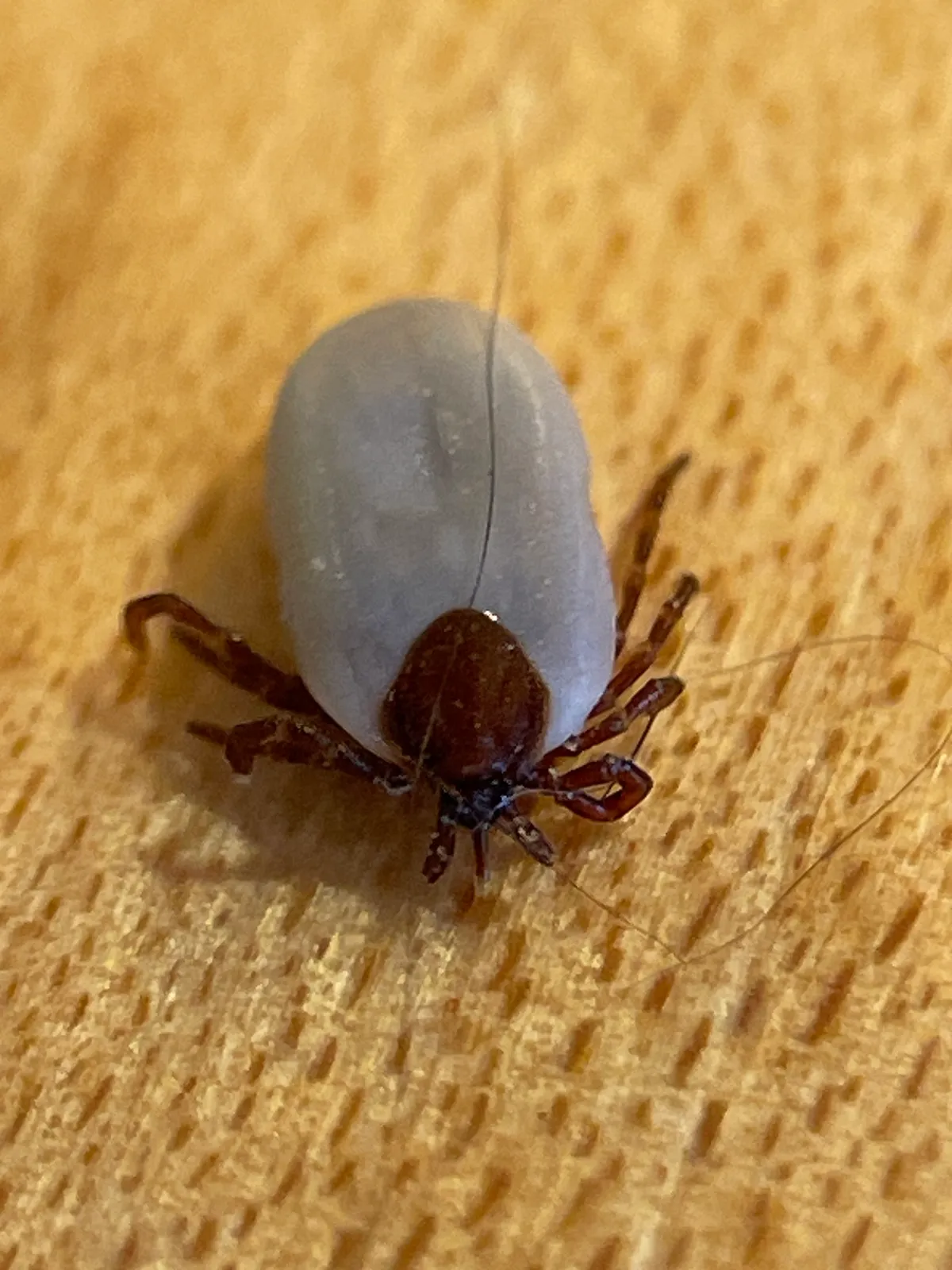 Engorged groundhog tick on a wooden surface, its swollen body pale grey, with a small dark brown shield and reddish-brown legs