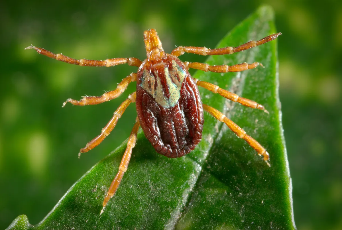 Adult female Gulf Coast tick on a green leaf, with long orange legs, long mouthparts and pale, silvery markings on the shield behind the head