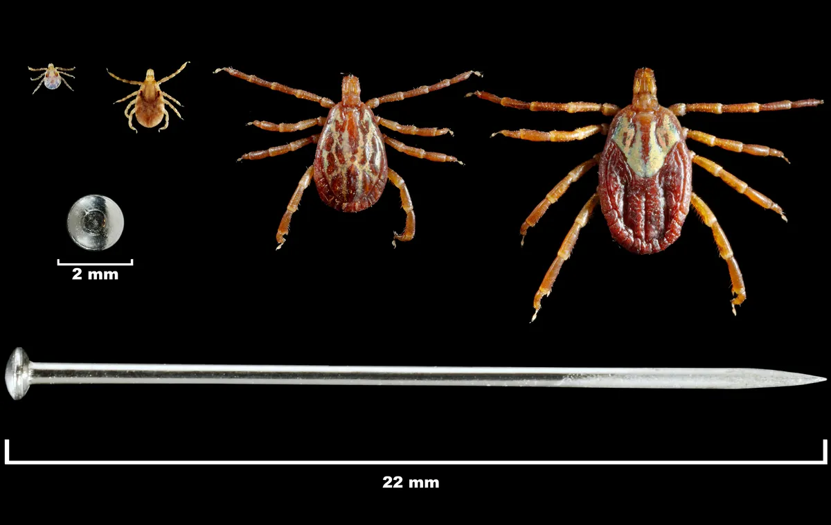 Four Gulf Coast ticks on a black background, from left a tiny larva, a nymph, a male with pale streaks and a larger female with a pale shield, above a long straight pin for scale