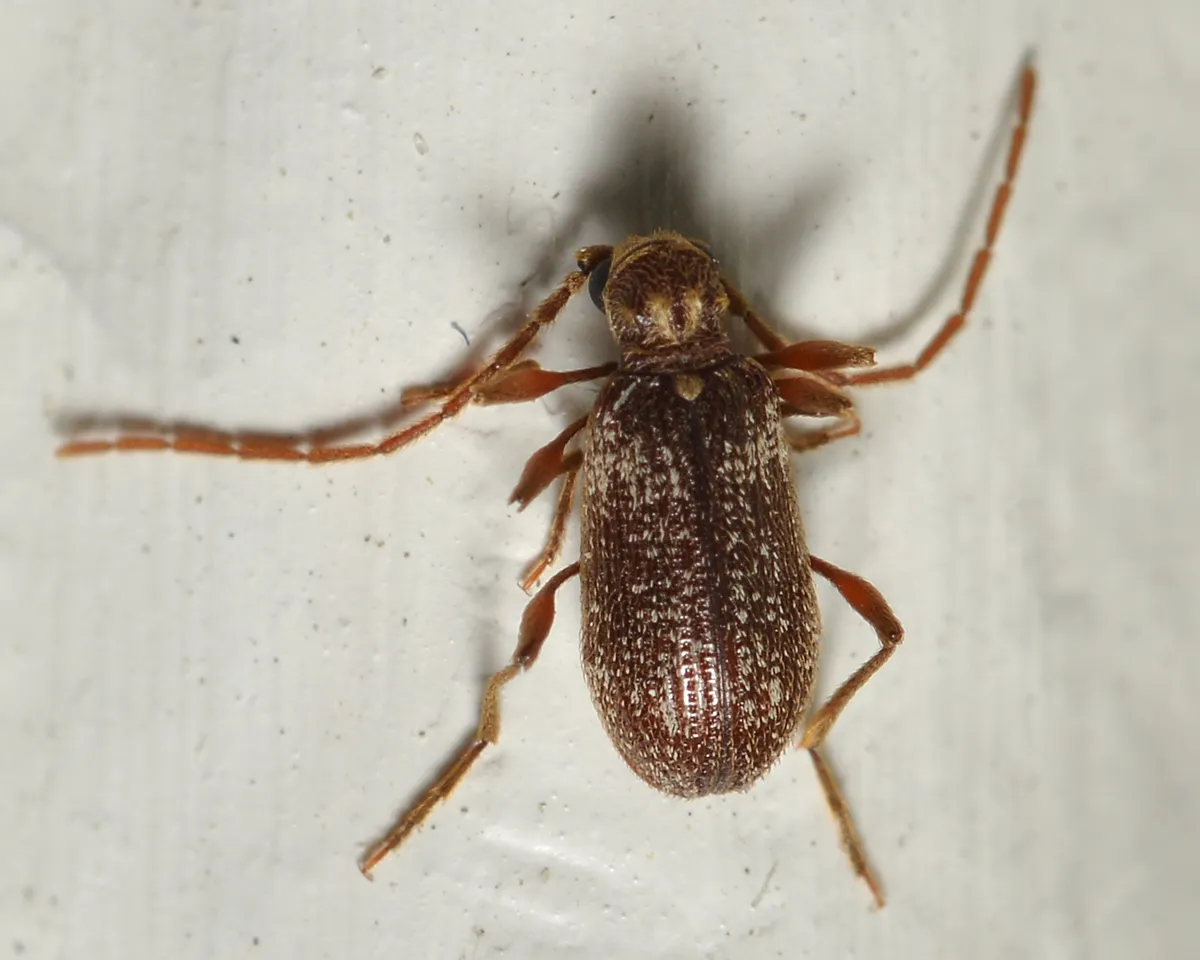 Oval brown spider beetle flecked with white, seen from above on a pale surface, with long reddish legs and long antennae