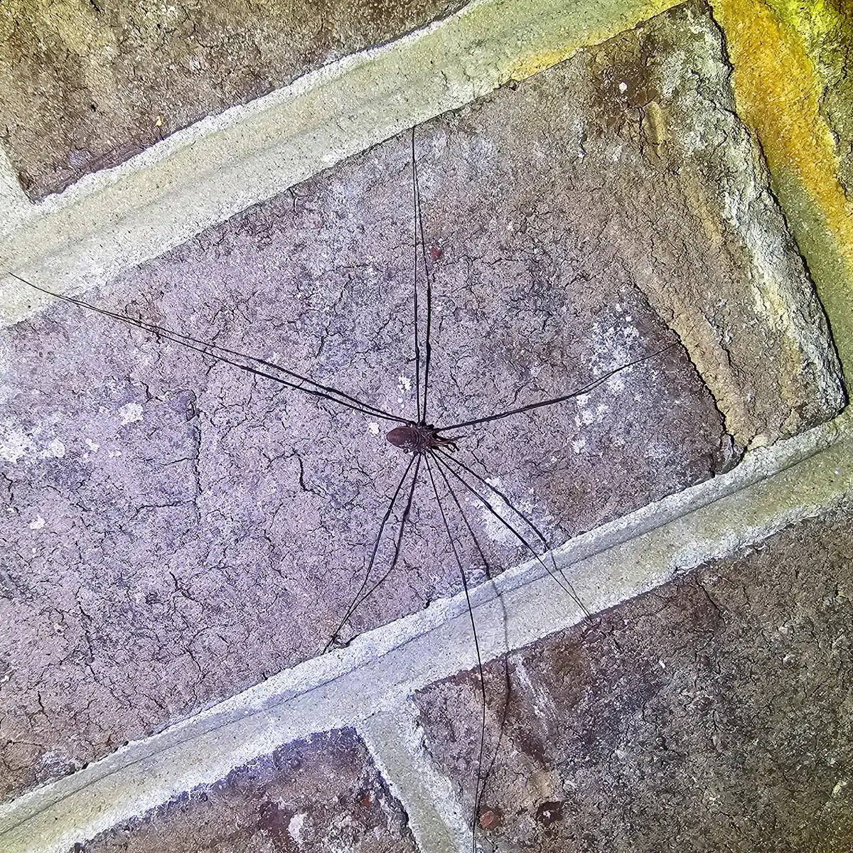 Harvestman with a small, round, reddish-brown body and eight very long, dark, thin legs splayed across a weathered brick framed by pale mortar
