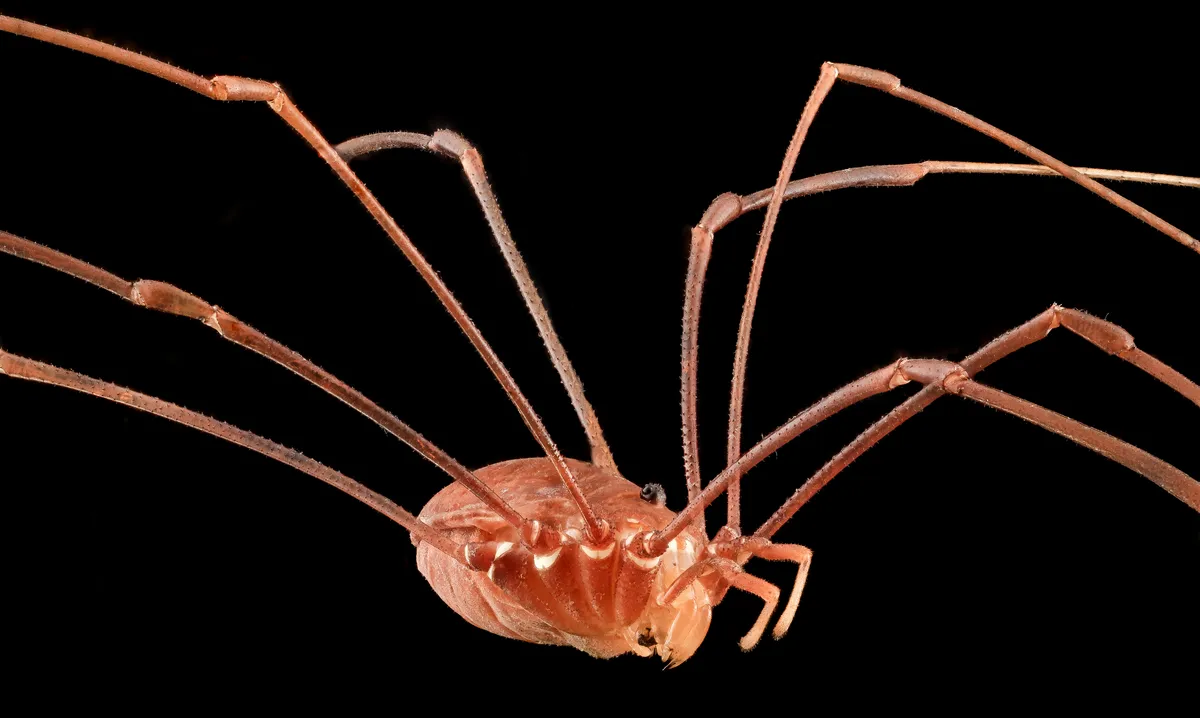 Magnified side view of a harvestman on black: a single reddish oval body with ridged segments at the rear and long, thin, bristly legs