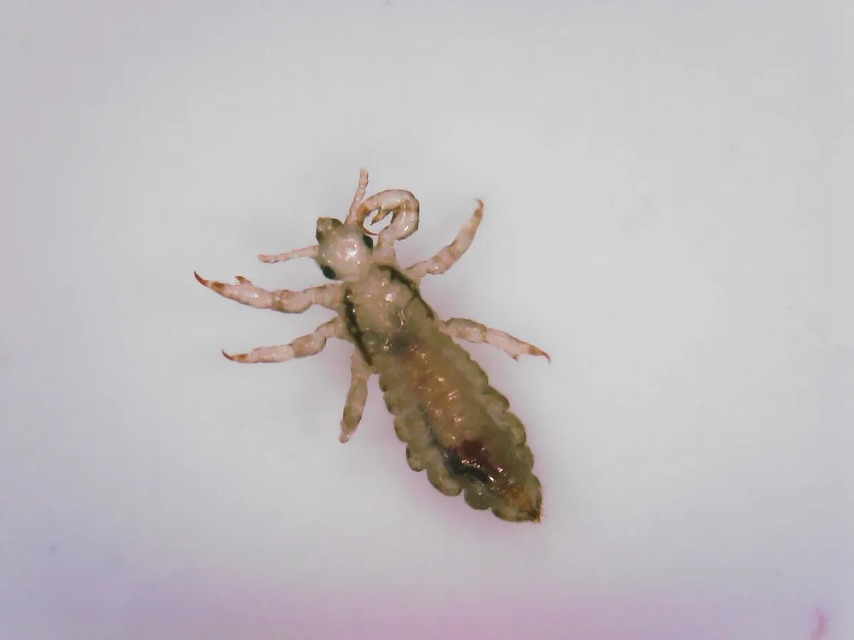 Pale tan, wingless louse seen from above on a white surface, with six clawed legs, dark eyes, short antennae and a long, segmented abdomen with scalloped edges