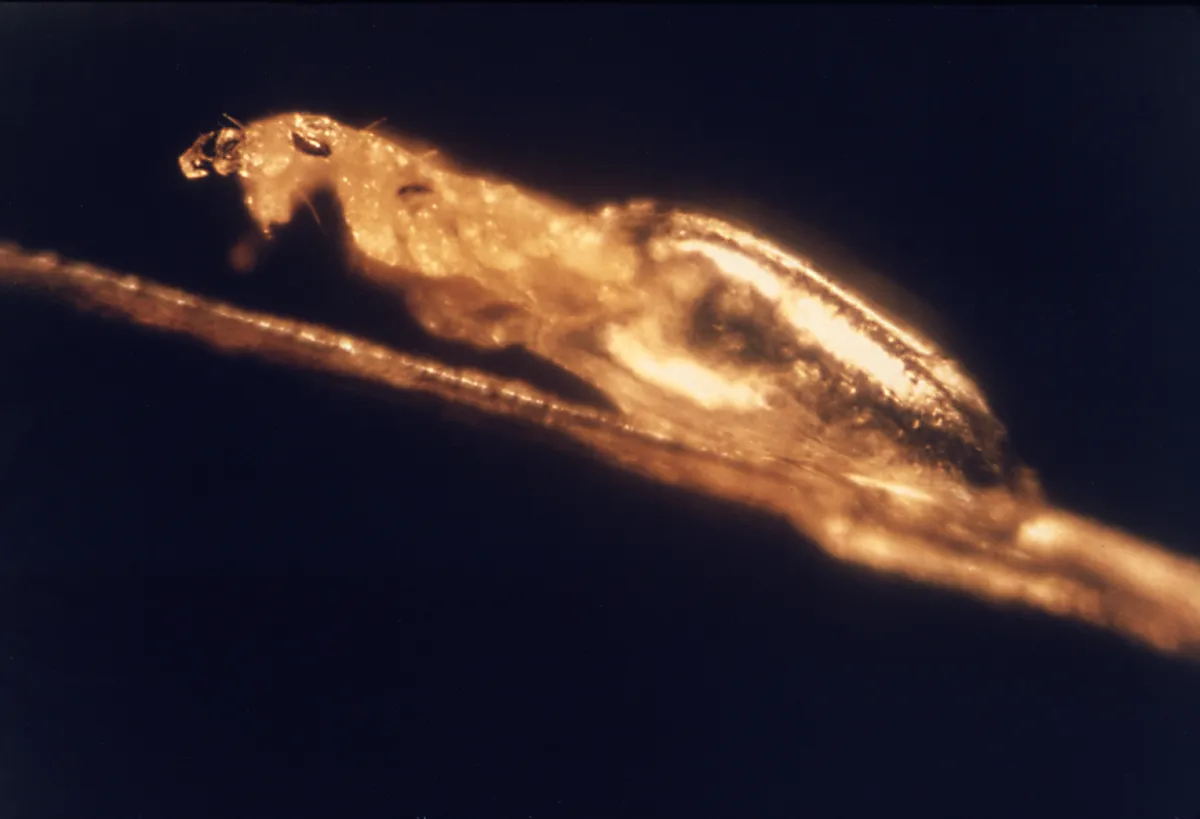 Side view of a young louse climbing head first out of its egg, which is glued to a hair shaft, lit golden against a black background