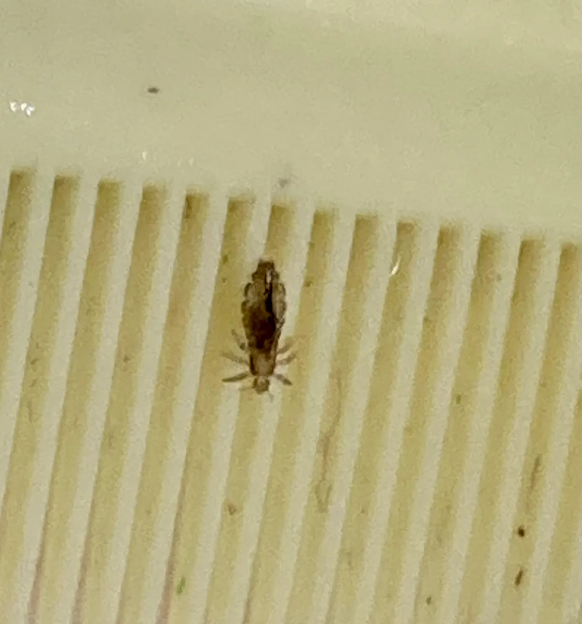 Small brown louse with thin legs lying across the closely set teeth of a pale plastic comb, slightly out of focus