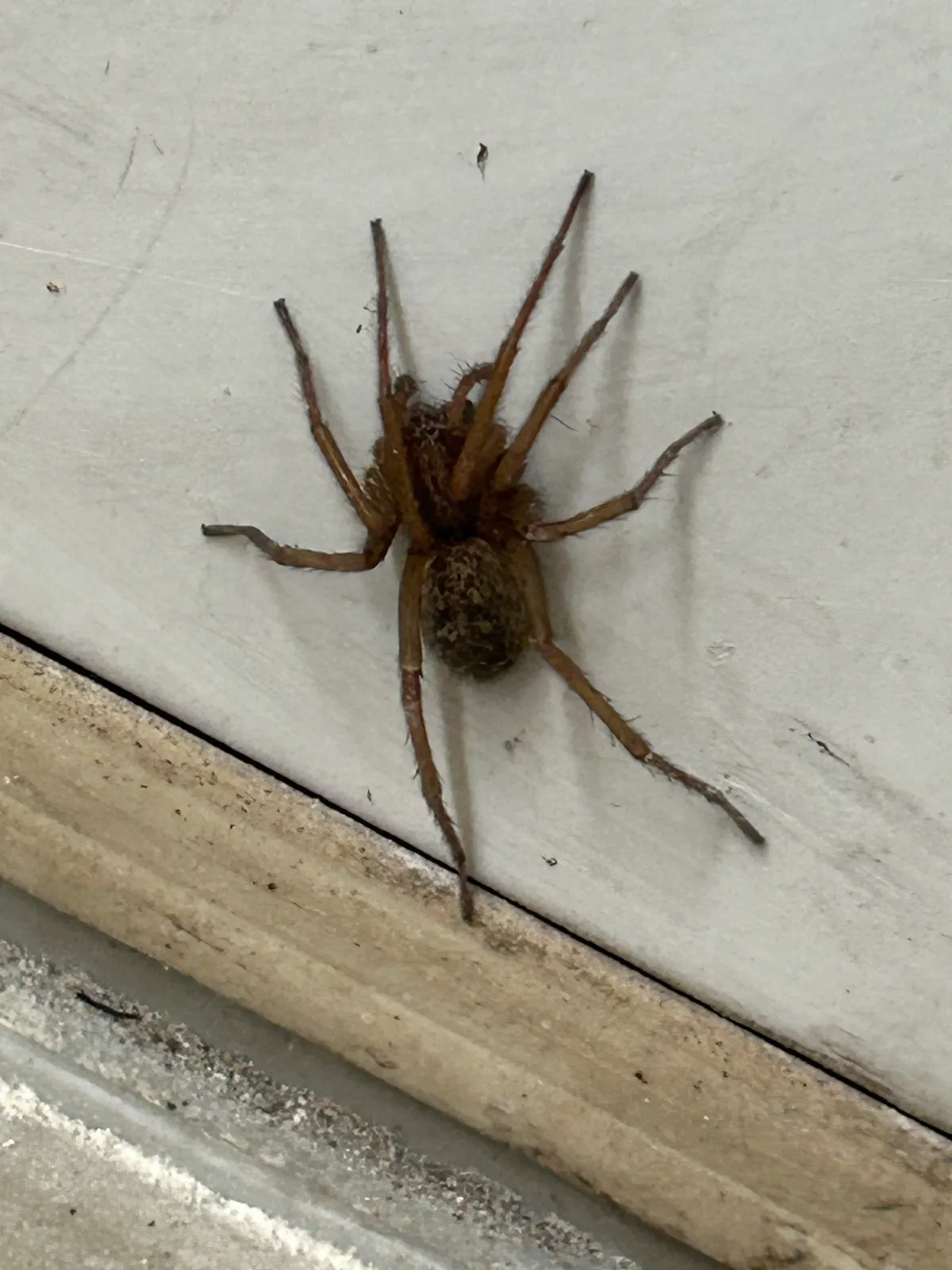 Dark brown, hairy hobo spider low on a white door just above the threshold, its long legs spread and its oval abdomen mottled