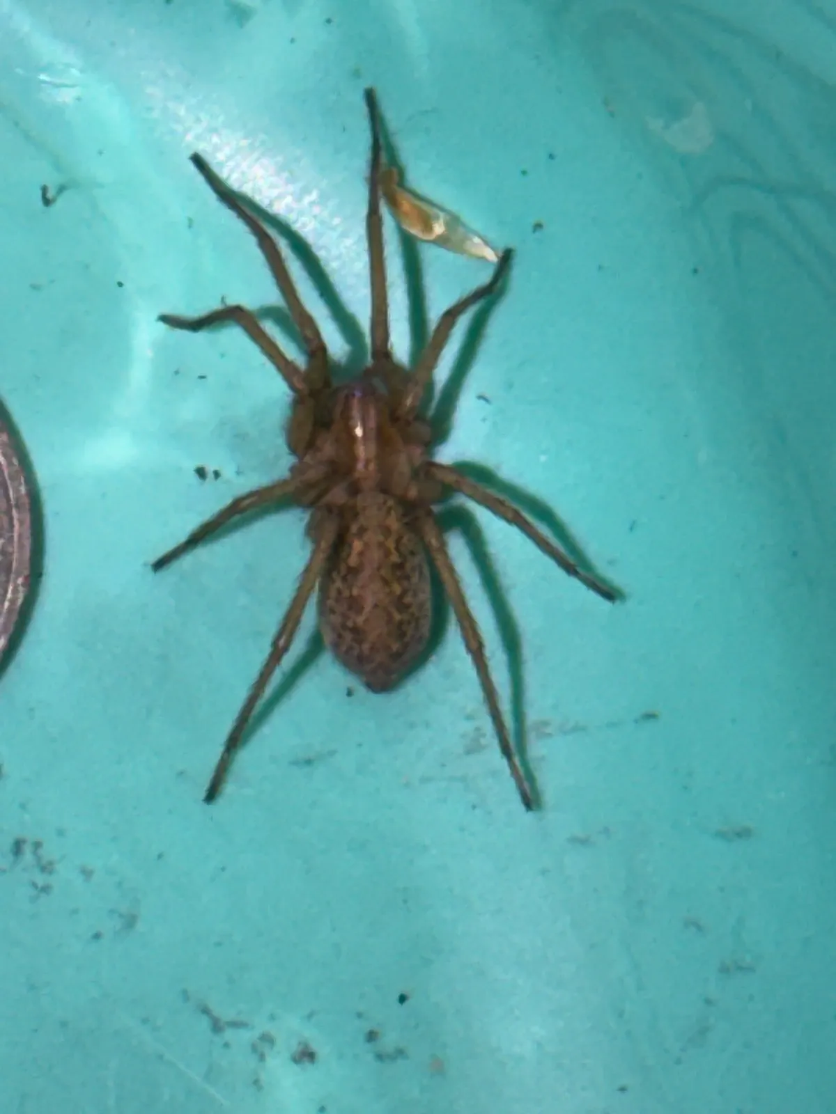 Brown hobo spider seen from above on teal plastic, with a chevron pattern on its oval abdomen, long legs of one even brown and the edge of a coin at the left