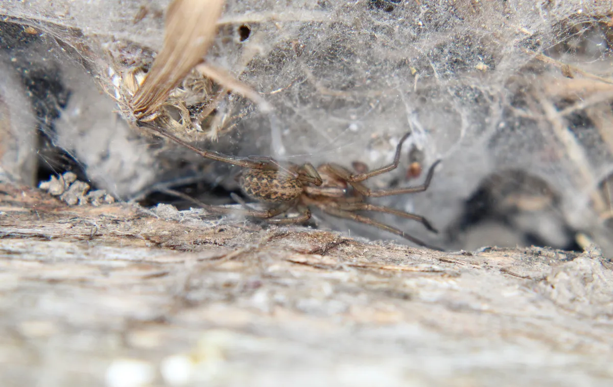 Brown hobo spider inside a dense, dusty sheet of silk beneath a weathered board, the web running back into a dark retreat