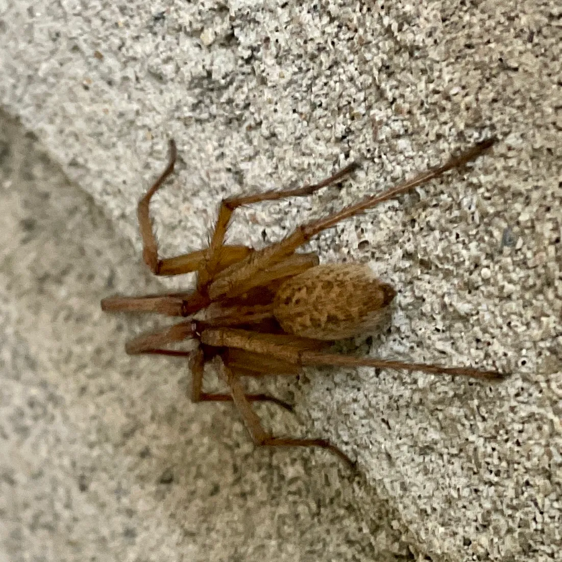 Tawny hobo spider seen from the side on rough gray concrete, its oval abdomen marked with a darker chevron pattern and its long legs plain brown