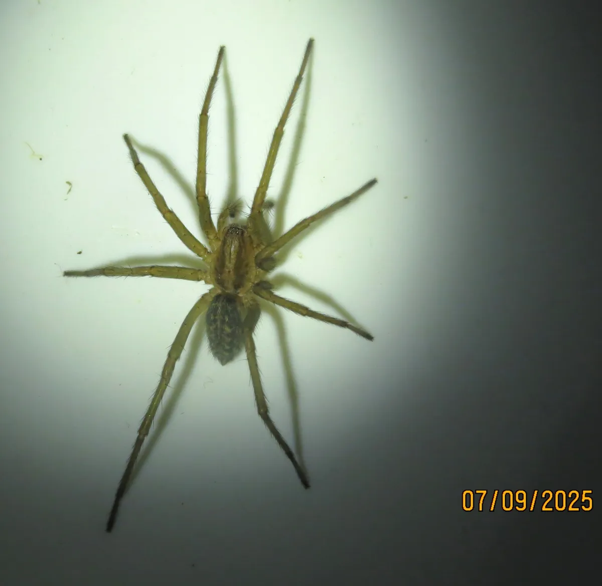 Pale, long-legged young hobo spider seen from above against the white surface of a bathtub, lit in the center, with a date stamp in the lower right corner