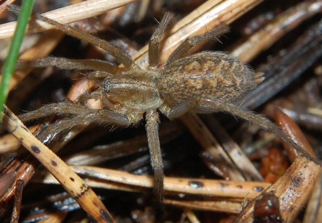 Brown female hobo spider on dry pine needles, with darker chevron markings on the abdomen and hairy legs