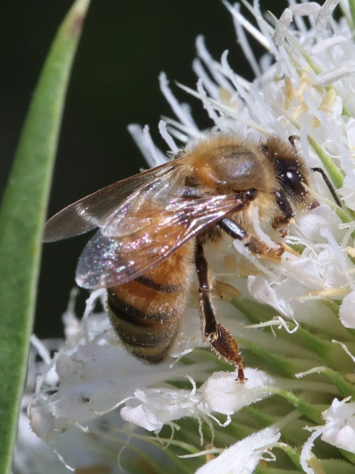 Honey bee with a fuzzy tan thorax, an amber-and-brown striped abdomen and clear wings feeding on a white flower head