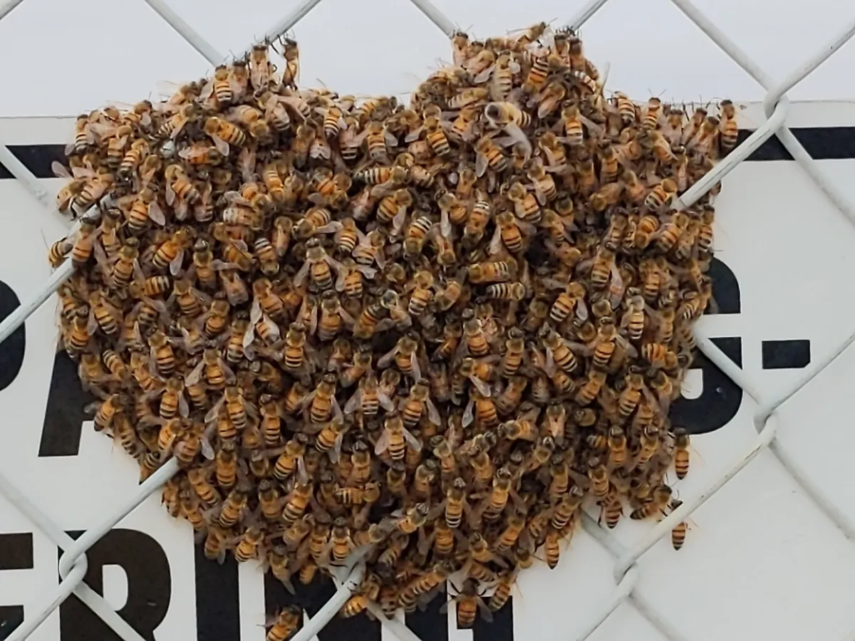 Dense cluster of hundreds of honey bees covering a patch of chain-link fence in front of a white sign