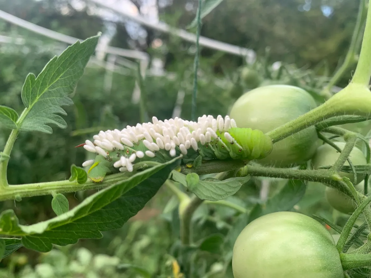 Hornworm on a tomato stem beside green tomatoes, its back covered in dozens of small, oblong white cocoons standing up like grains of rice