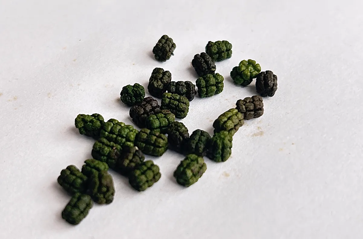 About 30 dark green and blackish droppings on white paper, each a small barrel-shaped pellet with ridged segments