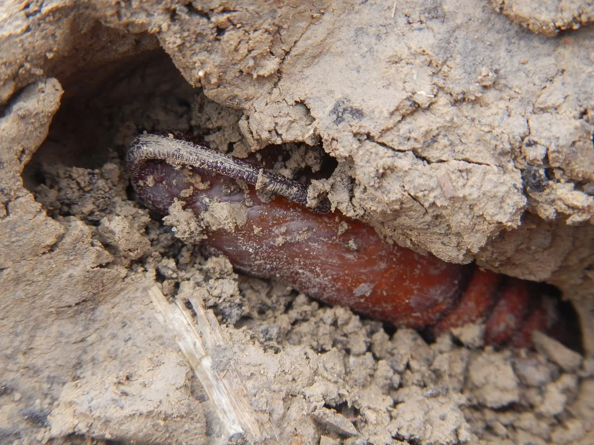 Shiny reddish-brown hornworm pupa lying in a hollow in crumbly soil, a thin looped handle curving along its front end