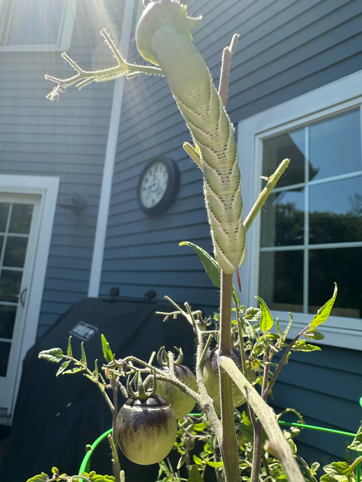 Pale green hornworm stretched along the top of a tomato plant whose upper stems have been stripped of leaves, with blue house siding and windows behind