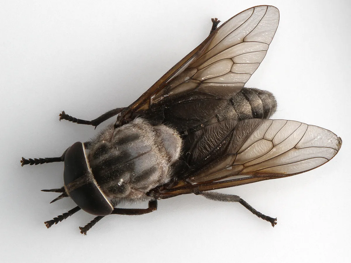 Horse flies