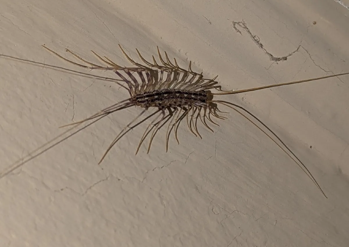 Adult house centipede on a cracked, cream-colored wall, its dark-striped body edged with long, banded legs, with very long antennae and hind legs reaching out at both ends