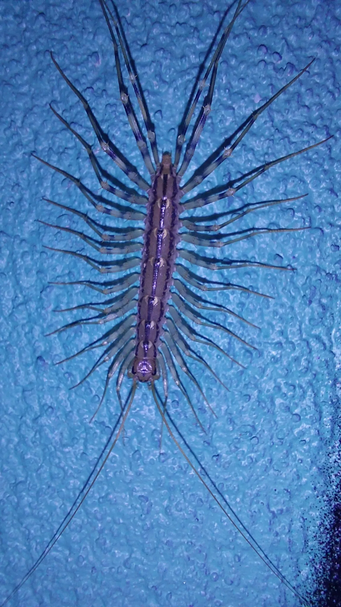House centipede seen from above on a textured surface, its striped body fringed with many long, banded legs and very long antennae