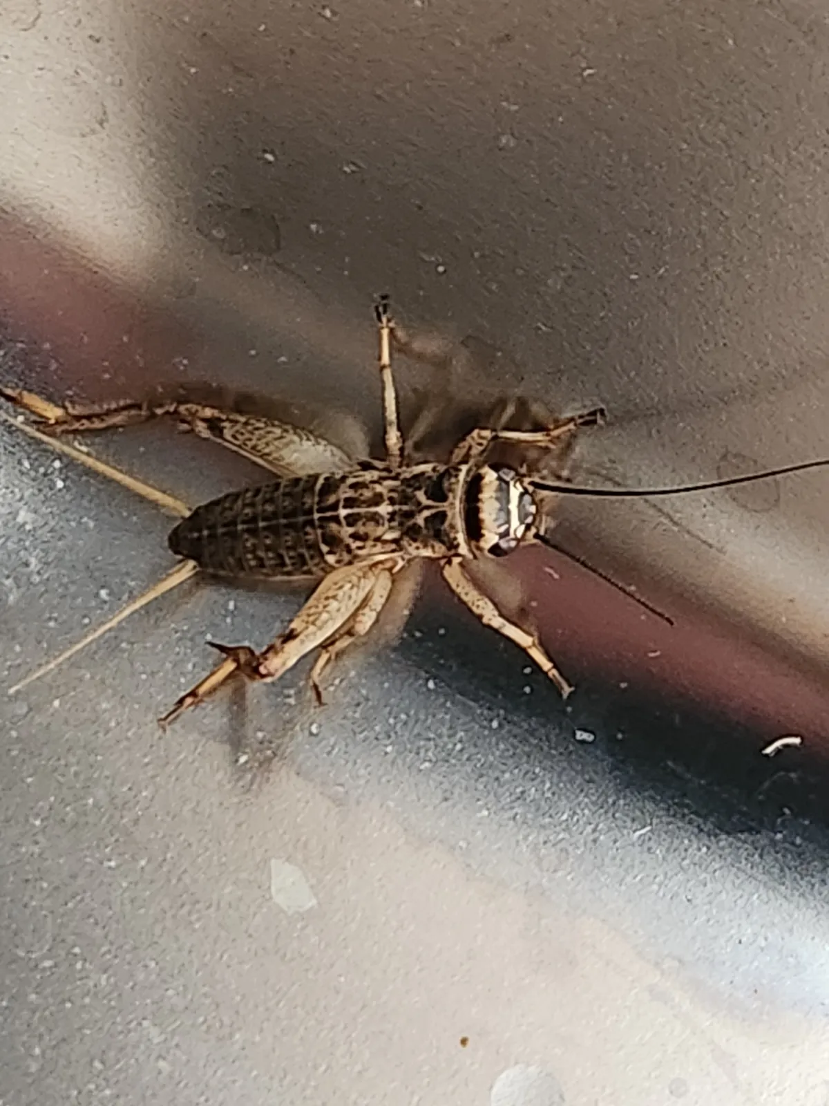Light brown house cricket seen from above on a shiny gray surface, with dark bands across its head and long, thin antennae