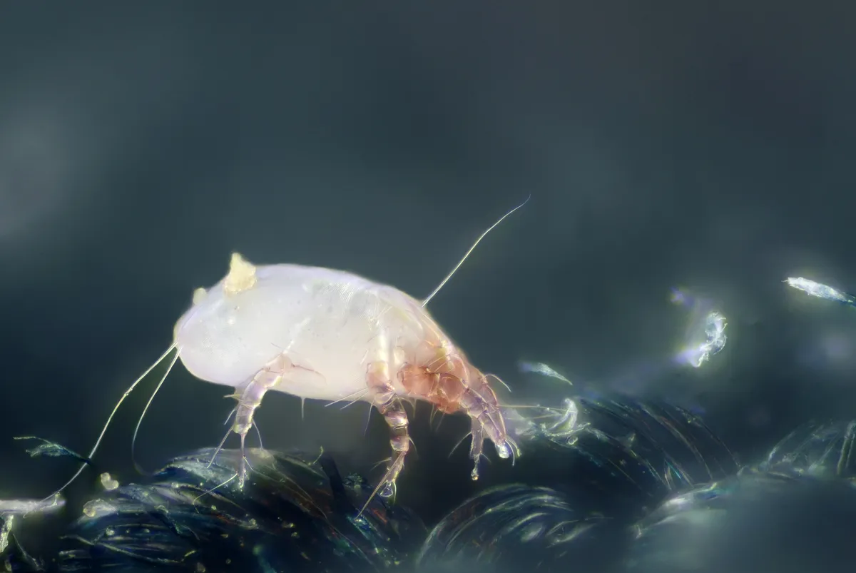 Color close-up of a house dust mite, a pale cream-white oval body with long thin hairs trailing behind it and short pinkish jointed legs, on a dark background