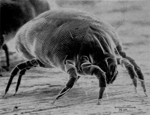 Black-and-white scanning electron micrograph of a house dust mite, a rounded body covered in fine ridges standing on jointed legs, with a scale bar in the lower right corner