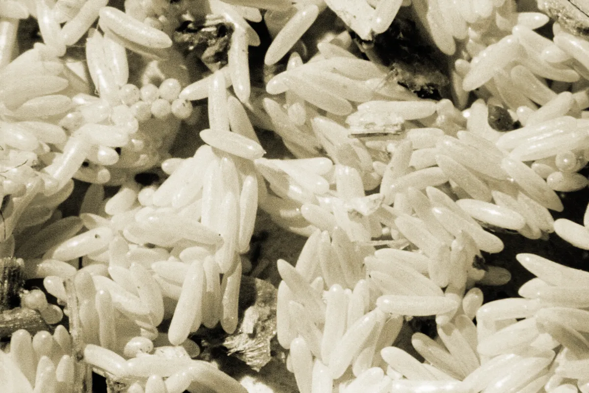 Sepia close-up of a heap of white, elongated house fly eggs shaped like grains of rice, packed tightly together