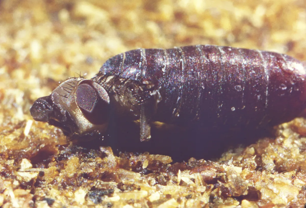 House fly pushing its head, with a large reddish-brown eye, out of the split front end of its dark reddish-brown pupal case
